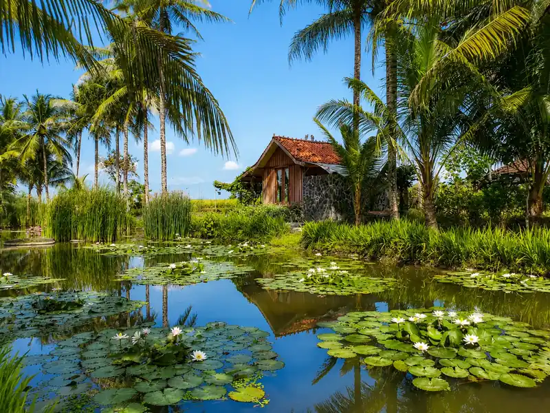 Kolam teratai dan pohon palem di taman