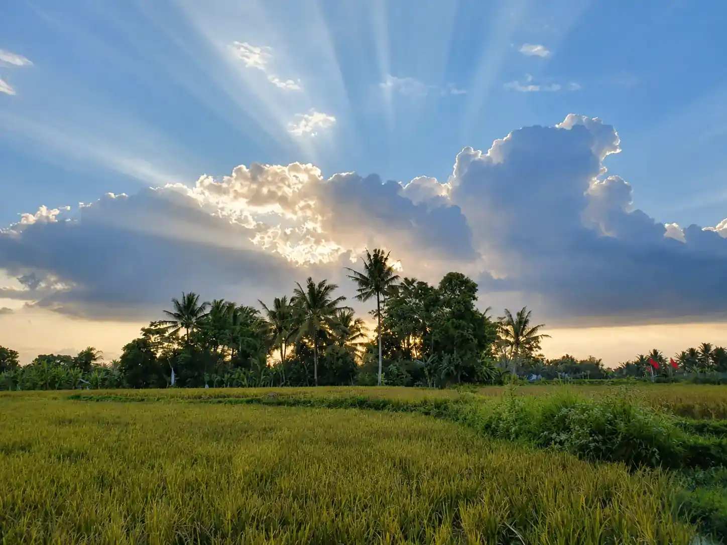 Sawah di sekitar desa saat matahari terbenam
